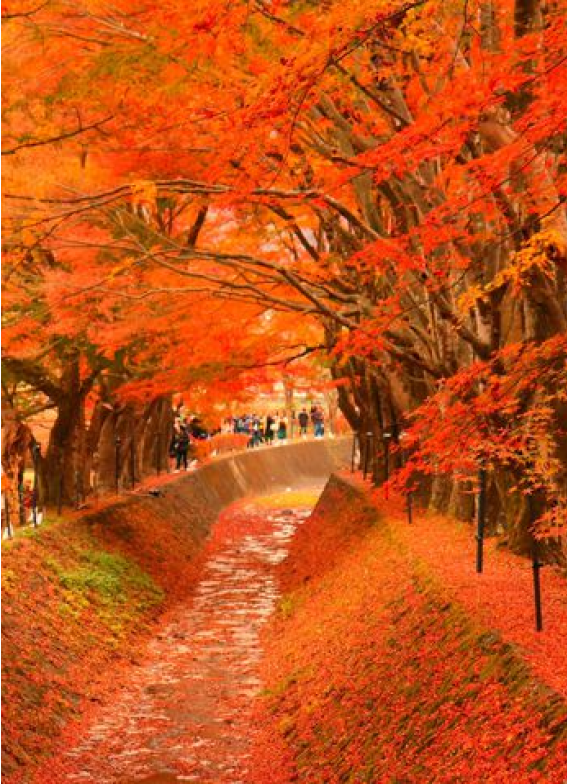 紅葉の小道